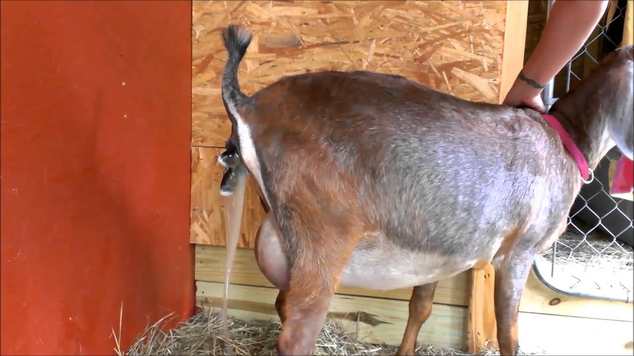 Baby Goat Birth at Camelot Hills YouTube