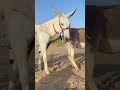 Two Donkeys Exploring the Deep Forest #funnyanimals #trending #foryou #animals
