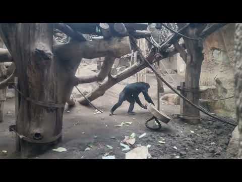 A family of  Pygmy chimpanzees