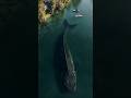 blue whale | বিশ্বের সবচেয়ে বড় প্রাণী#facts #shorts #viralshorts #trending #mystery #whalefacts