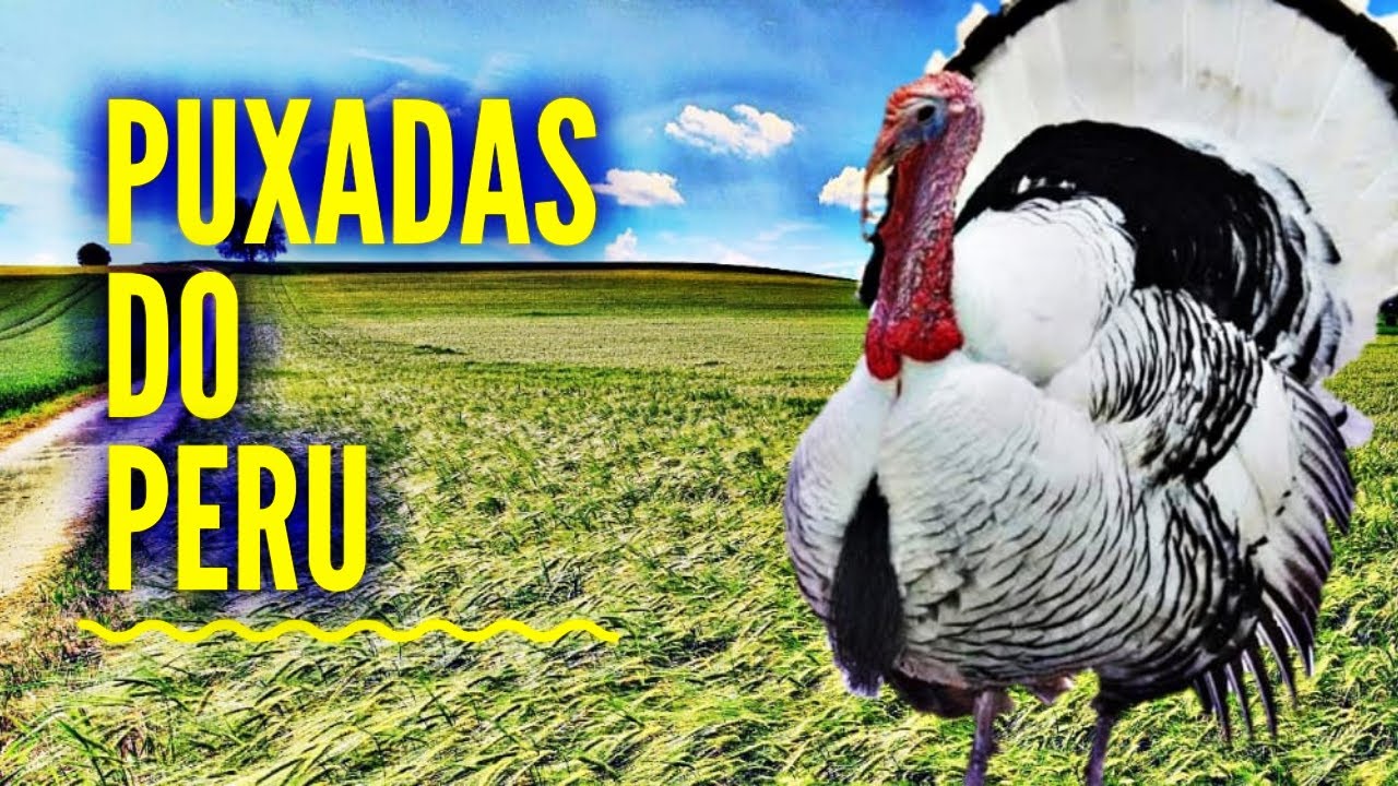 PUXADAS DO PERU JOGO --DICAS CAPITÃO GANCHO - YouTube