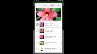 How to identify mandrinette or Hibiscus fragilis with PlanSnap screenshot 4
