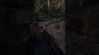 Kater Aslan &amp; Igel Hermine #cat #prettycat #katze #fy #cutecat #viralcats #fypage