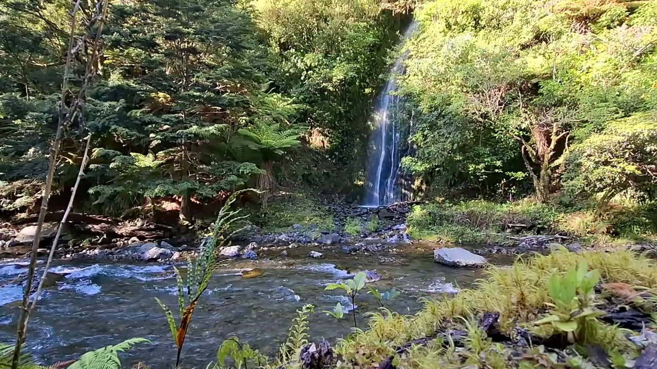 Rain Sound for Sleep Relaxation Waterfall New Zealand Native Bush