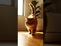 My Cat's Litter Box Cleans Itself — Zero Effort 🤖 #SmartCatLife
