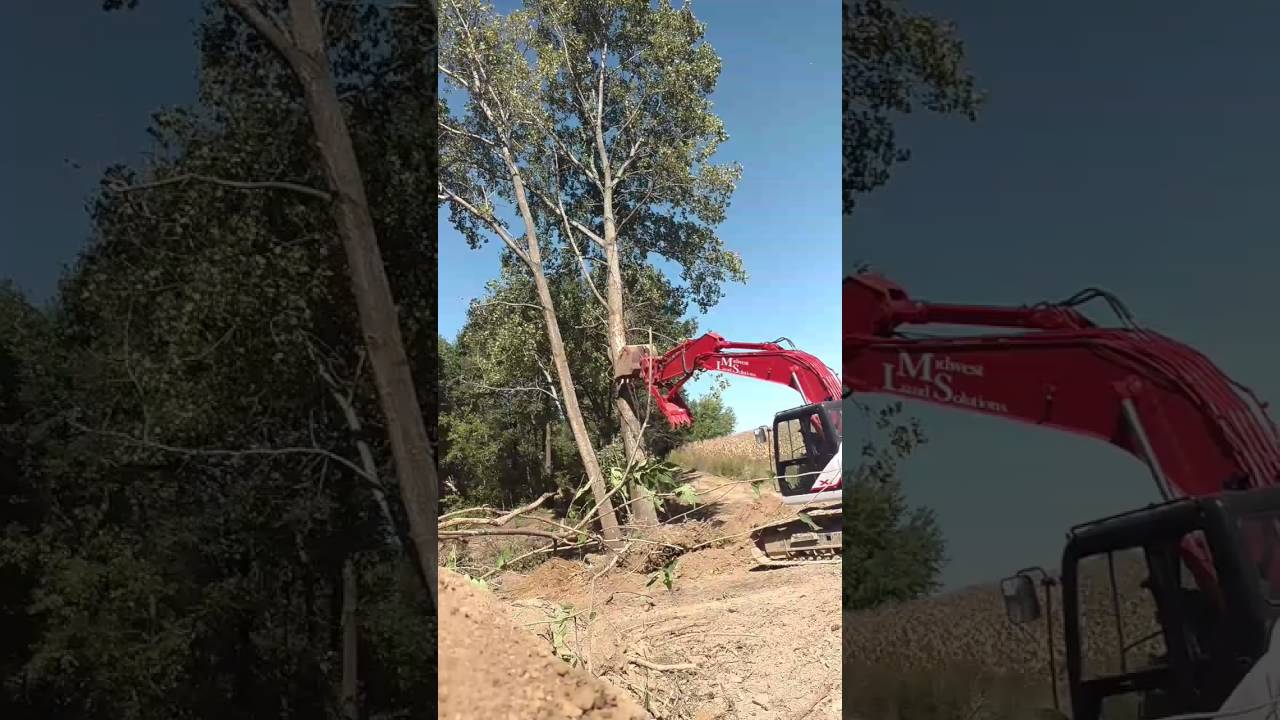 Massive Cottonwood Removal