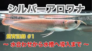 Silver Arowana Breeding Record #1 ~From Water Acclimation to 