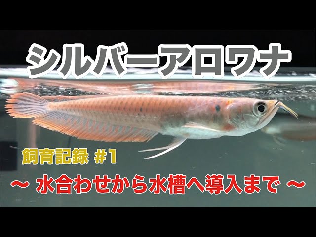 アロワナ　1匹 アロワナの飼育方法とは・費用や難易度、注意点も初心者向けに紹介