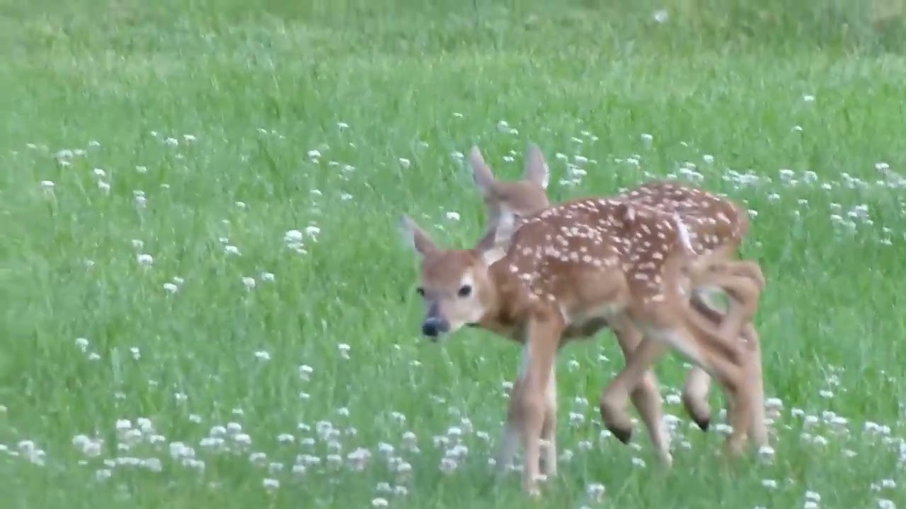 Cute Newborn Baby Deer Twins walking funny in Glen Dale WV