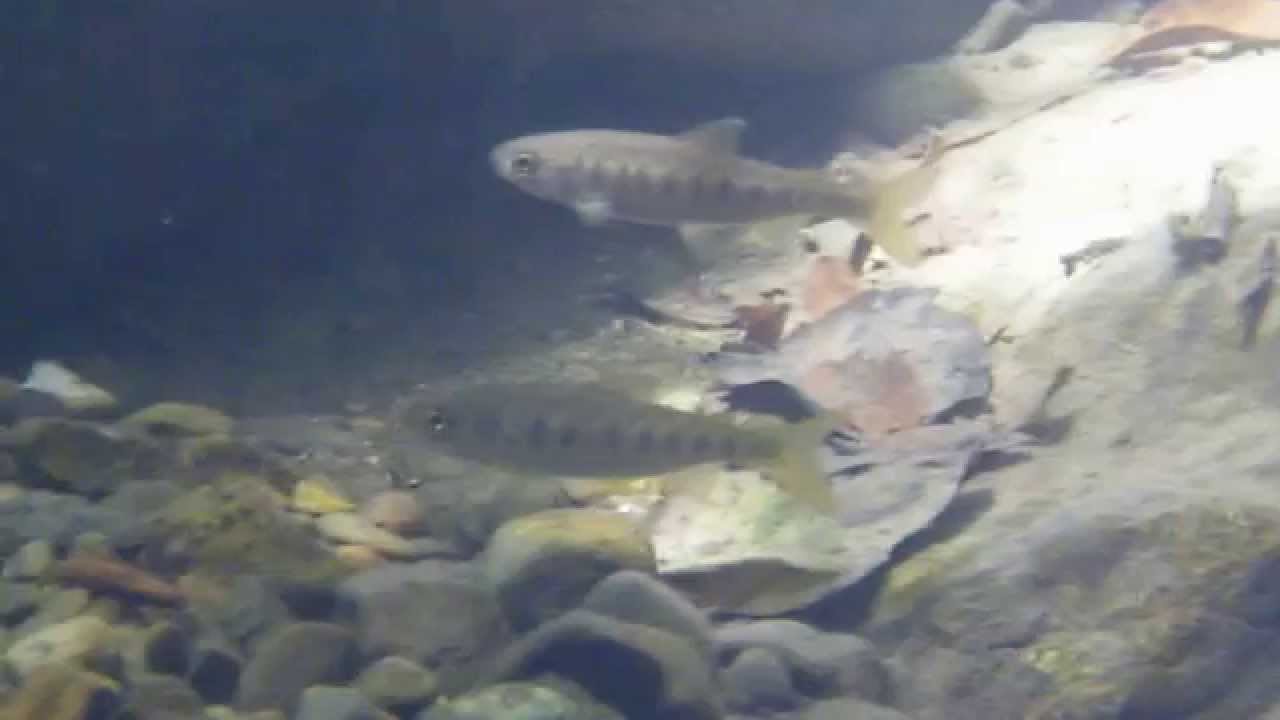 Porter Creek Wild Coho Juveniles August 2011 sea of thieves