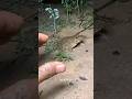 Catch big frogs funny - Try don't laugh - wepwep catching frogs make you laugh #shortsviral