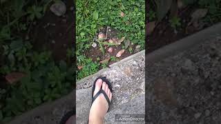 Il mio cortile e nuova applicazzione