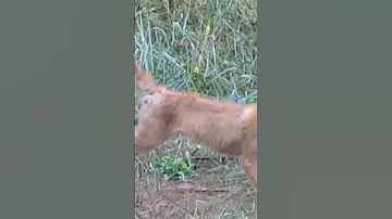Лиса которая не боится собаки Лиса на пасеке Признаки бешенства #анатолийстрелец