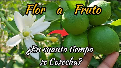 ¿Cuánto tiempo se pueden dejar los limones en el árbol?