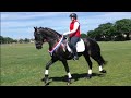 All the Friesian Horses are given a Sash and a Beautiful Rosette with a Friesian Head in the middle.