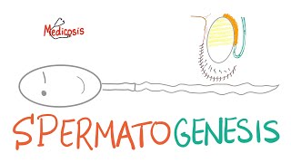 Spermatogenesis - Gametogenesis - Reproductive System - Biology - MCAT