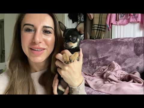 Video: Dieser tapfere Chihuahua-Welpe fiel buchstäblich vom Himmel