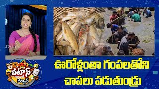 ఊరోళ్లంతా గంపలతోని చాపలు పడుతుండ్రు | Villagers Fishing | Patas News | 10TV