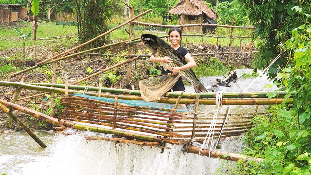 Single Mom’s DIY Giant Bamboo Fish Trap Racing to Catch Big Fish Before ...