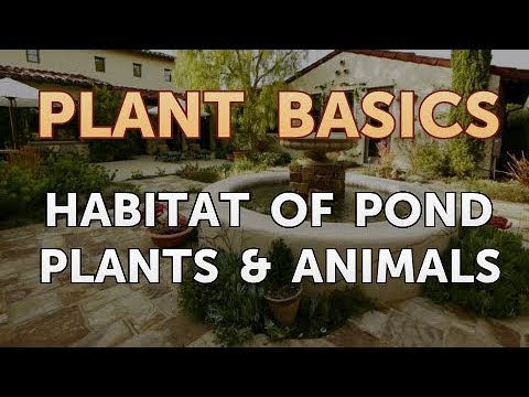 Habitat of Pond Plants & Animals