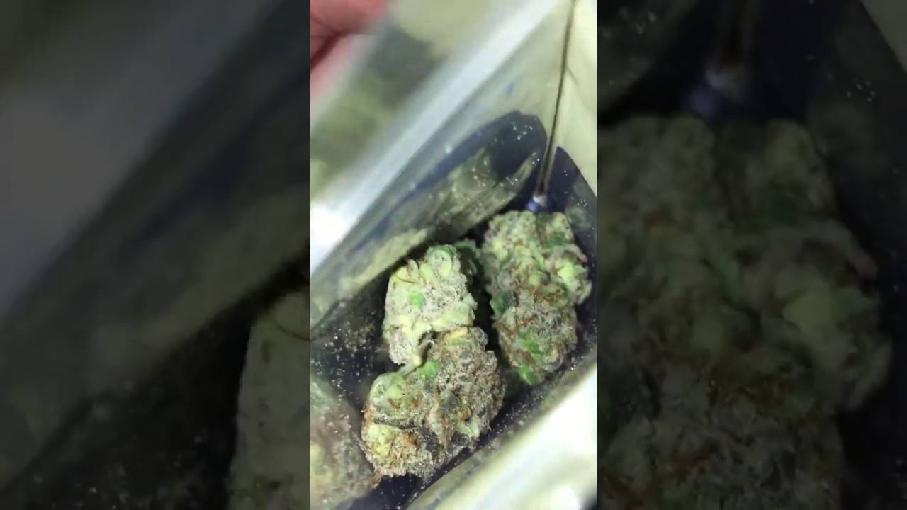 💜PURPLE KUSH💜 HARVEST FINE CANNABIS