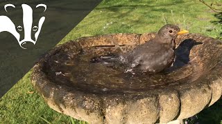 #EssexWildlifeTV - A Week in the Life of a Bird Bath