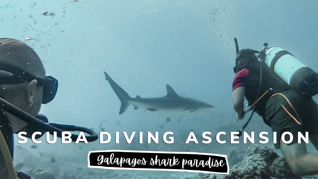 Diving in SHARK INFESTED waters! 🦈| Ascension Island | Atlantic Crossing