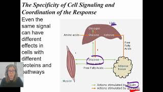 04.09 Signal Transduction Pathway Responses