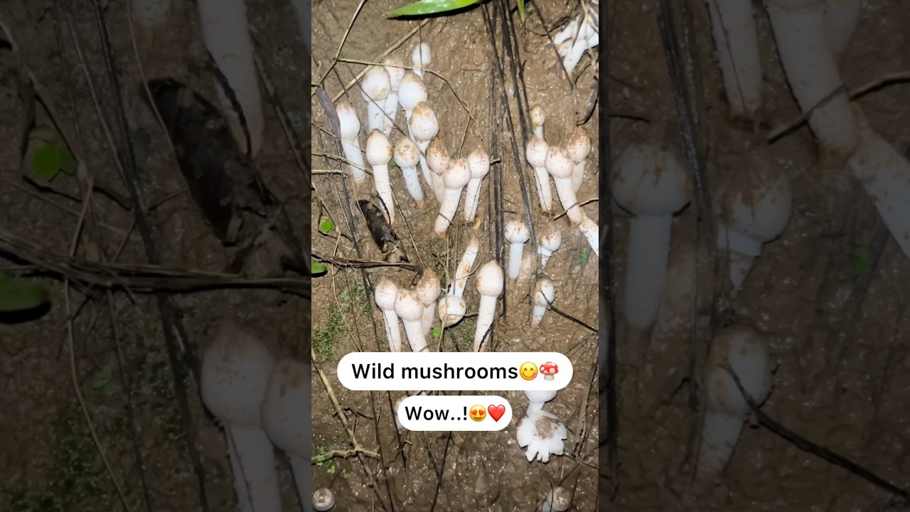 Perfect wild mushrooms 😍🍄 wow..!😍❤️ 