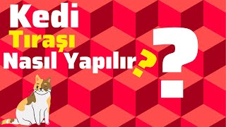 Uyutmadan Kedi Tıraşı Yapılırken Hangi Bakımları Yapılıyor? Pet Kuaförü