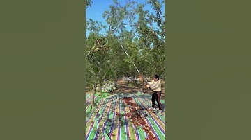Telescopic Shaker – Efficient Jujube Harvesting from Trees