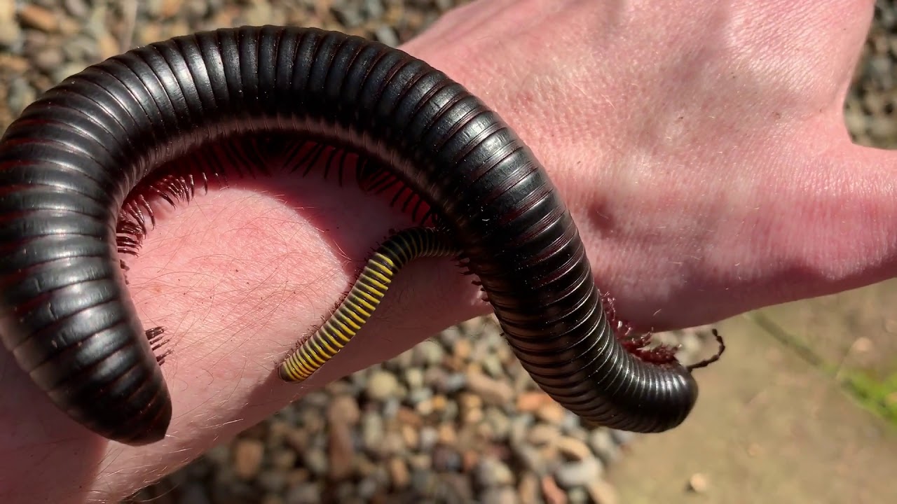 giant millipede