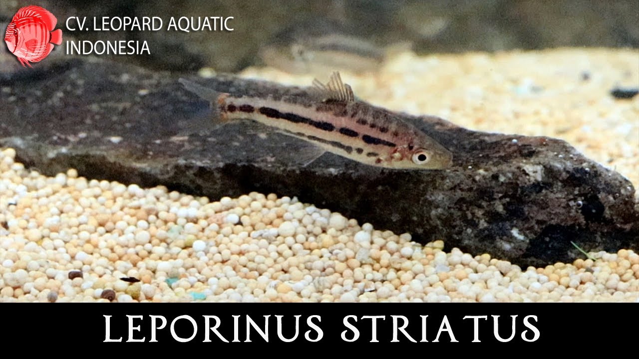 THE AMBITIOUS LEPORINUS STRIATUS. (Leopard Aquatic C088A)