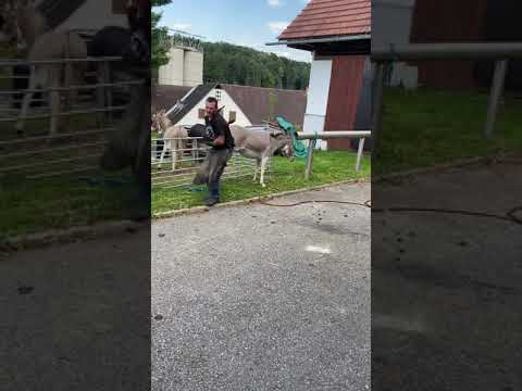 Video: Brauchen Esel einen Hufschmied?