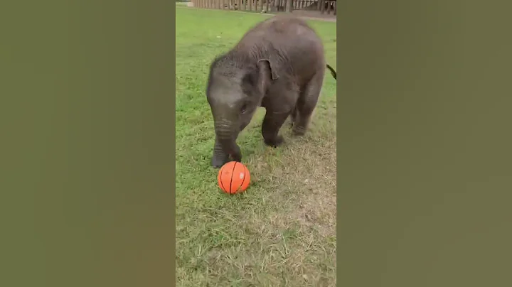Baby Elephant Playing With The Ball‼️#shorts