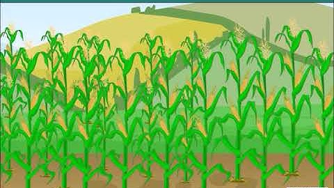 Anita and the Honeybees | Importance of Honey Bees | EVS | Class 4