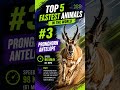 Top 5 Fastest Animals in the World (Cheetah Isn't #1!)