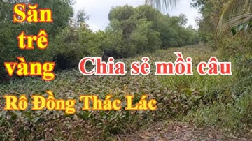 Câu cá rô đồng,trê vàng,thác lác,bằng mồi này rất nhạy gặp ổ cá rô cụ dựt không kịp #sanghuynhvlog