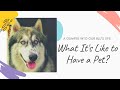 Pet story | Life of Blu | What It&#39;s to have a pet ? | Pet world | #lilmonstars #petstories