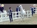 N 245 WARD ALNASIAT   Kuwait International Egyptian Event 2022   Stallions 7+ Years Old Class 10