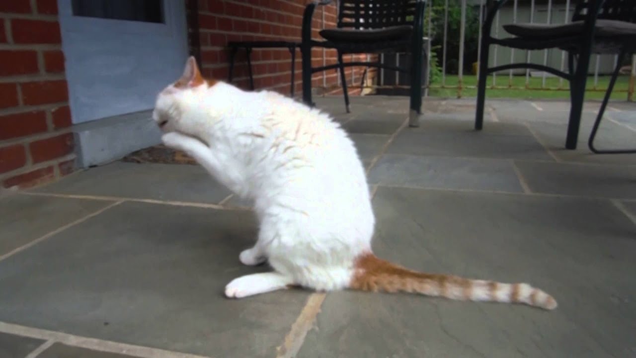 2015.06.18 Claudius the Cat