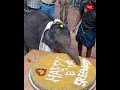 Kerala’s baby elephant celebrates her first birthday with cake, special attire, guests