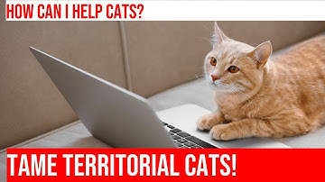 Managing Territorial Aggression in Cats - Tips for a Harmonious Home