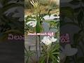 భగవంతుడు ఏ కారణంతో అయితే...#whatsappstatus #video #motivation #shorts #viral #ytshorts#శారదా డైలాగ్