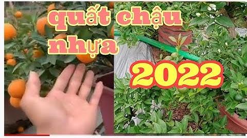 quất chậu nhựa quất cảnh quất tết 2022