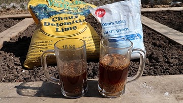 Gieo hạt rau mùi ( ngò rí ) và hạt cải cúc ( tần ô ).  Cách phòng trừ sâu bệnh.