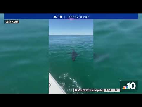 4 Fishermen Spot Great White Shark Off the Coast of Sea Isle City, NJ