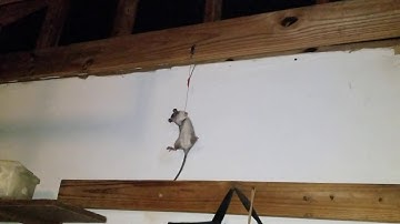 Rat snaring pt 3