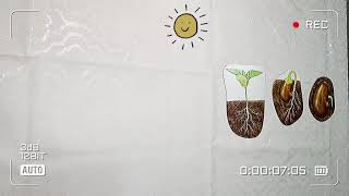 دورة حياة نبات الفاصولياء