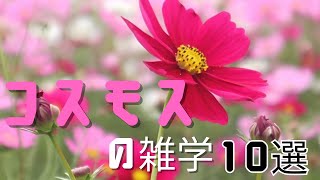 コスモスの雑学10選 by シンプル雑学 108 views 8 months ago 2 minutes, 28 seconds